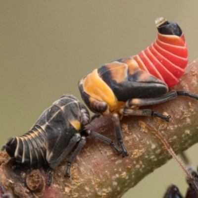 Eurymelessa moruyana (Gumtree Hopper) at Campbell Park Woodland - 21 Jan 2023 by patrickcox