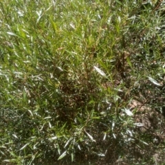 Dodonaea viscosa (Hop Bush) at Binjura, NSW - 21 Jan 2023 by mahargiani