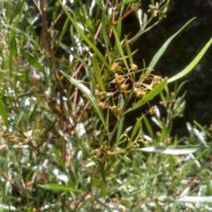 Dodonaea viscosa at Binjura, NSW - 21 Jan 2023