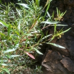 Dodonaea viscosa at Binjura, NSW - 21 Jan 2023