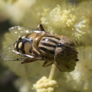 Eristalinus punctulatus at Higgins, ACT - 26 Nov 2022