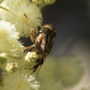 Eristalinus punctulatus at Higgins, ACT - 26 Nov 2022