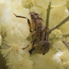 Eristalinus punctulatus at Higgins, ACT - 26 Nov 2022