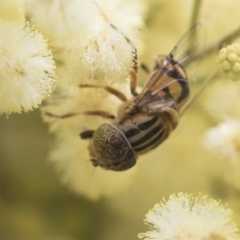 Eristalinus punctulatus at Higgins, ACT - 26 Nov 2022