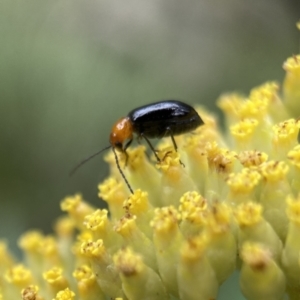 Adoxia benallae at Mittagong, NSW - 16 Jan 2023