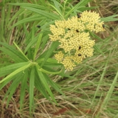 Adoxia benallae at Mittagong, NSW - 16 Jan 2023