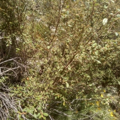 Pomaderris (genus) at Binjura, NSW - 21 Jan 2023 by mahargiani