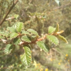 Pomaderris sp. at Binjura, NSW - 21 Jan 2023