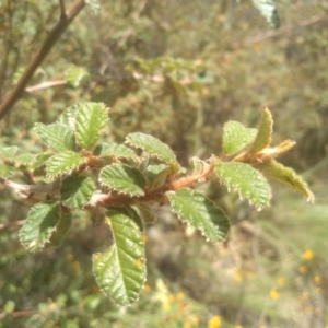 Pomaderris sp. at Binjura, NSW - 21 Jan 2023