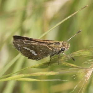 Taractrocera papyria at Higgins, ACT - 26 Nov 2022