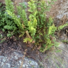 Cheilanthes (genus) (Rock Fern) at Binjura, NSW - 21 Jan 2023 by mahargiani