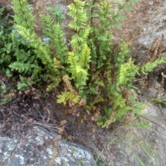 Cheilanthes sp. (Rock Fern) at Binjura, NSW - 21 Jan 2023 by mahargiani