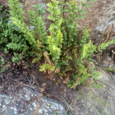 Cheilanthes (genus) (Rock Fern) at Binjura, NSW - 21 Jan 2023 by mahargiani