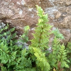 Cheilanthes sp. at Binjura, NSW - 21 Jan 2023