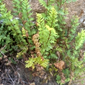 Cheilanthes sp. at Binjura, NSW - 21 Jan 2023