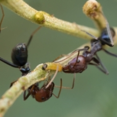 Iridomyrmex purpureus (Meat Ant) at Pialligo, ACT - 21 Jan 2023 by patrickcox