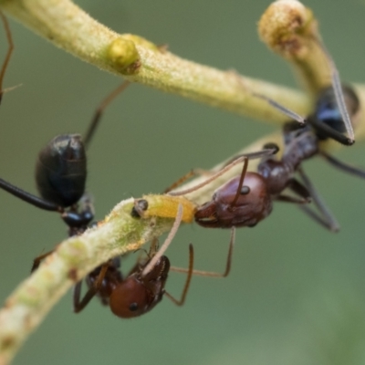 Iridomyrmex purpureus (Meat Ant) at Mount Ainslie - 20 Jan 2023 by patrickcox