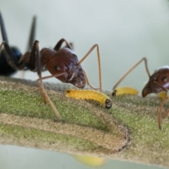 Iridomyrmex purpureus at Pialligo, ACT - 21 Jan 2023