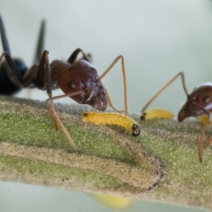 Iridomyrmex purpureus at Pialligo, ACT - 21 Jan 2023 10:30 AM