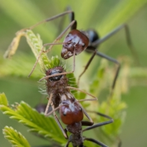 Iridomyrmex purpureus at Pialligo, ACT - 21 Jan 2023