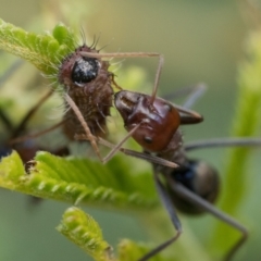 Iridomyrmex purpureus at Pialligo, ACT - 21 Jan 2023 10:30 AM