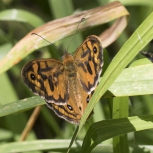 Heteronympha merope at Higgins, ACT - 26 Nov 2022