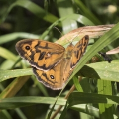 Heteronympha merope at Higgins, ACT - 26 Nov 2022