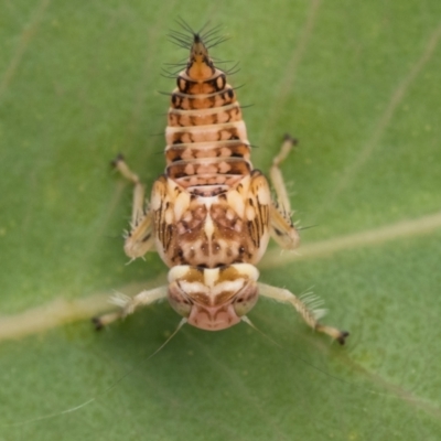 Cicadellidae (family) (Unidentified leafhopper) at Pialligo, ACT - 21 Jan 2023 by patrickcox