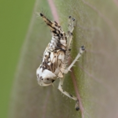 Eurymeloides sp. (genus) at Pialligo, ACT - 21 Jan 2023