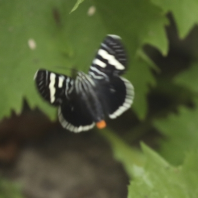 Phalaenoides glycinae (Grapevine Moth) at Higgins, ACT - 6 Jan 2023 by AlisonMilton