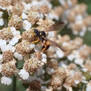 Cerceris sp. (genus) at Murrumbateman, NSW - 21 Jan 2023