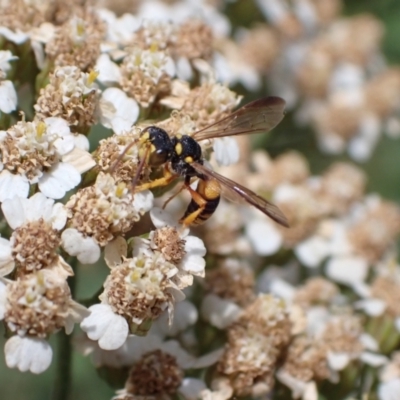 Cerceris sp. (genus) (Unidentified Cerceris wasp) at Murrumbateman, NSW - 21 Jan 2023 by SimoneC