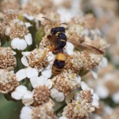 Cerceris sp. (genus) at Murrumbateman, NSW - 21 Jan 2023