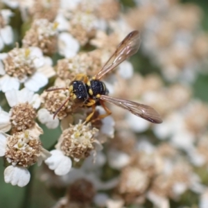 Cerceris sp. (genus) at Murrumbateman, NSW - 21 Jan 2023