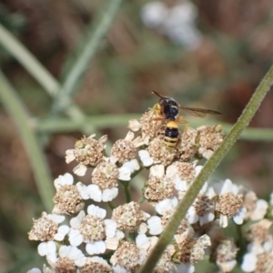 Cerceris sp. (genus) at Murrumbateman, NSW - 21 Jan 2023