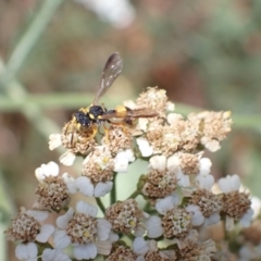 Cerceris sp. (genus) at Murrumbateman, NSW - 21 Jan 2023