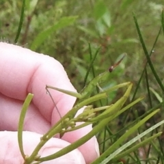 Heide amiculi (Heath Matchstick) at Bundanoon, NSW - 7 Jan 2023 by GlossyGal