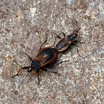 Dindymus versicolor (Harlequin Bug) at Wingecarribee Local Government Area - 2 Jan 2023 by GlossyGal