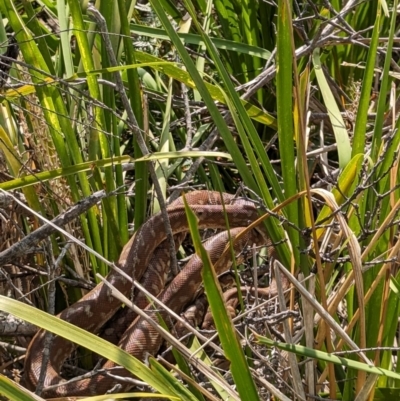 Morelia bredli at Coomee Nulunga Cultural Walking Track - 18 Jan 2023 by stofbrew