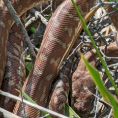 Morelia bredli at suppressed - 18 Jan 2023