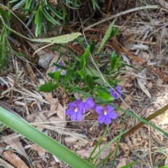 Dampiera stricta (Blue Dampiera) at Ulladulla, NSW - 18 Jan 2023 by stofbrew