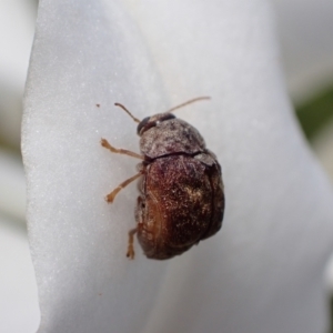 Cadmus (Brachycaulus) ferrugineus at Murrumbateman, NSW - 21 Jan 2023