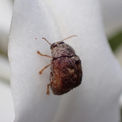 Cadmus (Lachnabothra) subgenus (A case-bearing leaf beetle) at Murrumbateman, NSW - 21 Jan 2023 by SimoneC