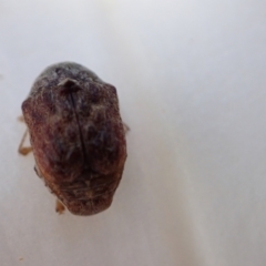 Cadmus (Brachycaulus) ferrugineus at Murrumbateman, NSW - 21 Jan 2023