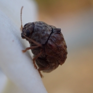 Cadmus (Lachnabothra) subgenus at Murrumbateman, NSW - 21 Jan 2023