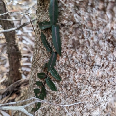 Parsonsia straminea (Common Silkpod) at Coomee Nulunga Cultural Walking Track - 18 Jan 2023 by stofbrew