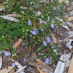 Parsonsia straminea at Ulladulla, NSW - 18 Jan 2023 08:06 AM