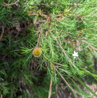 Ricinocarpos pinifolius (Wedding Bush) at Coomee Nulunga Cultural Walking Track - 17 Jan 2023 by stofbrew