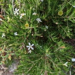 Ricinocarpos pinifolius at Ulladulla, NSW - 18 Jan 2023 08:52 AM