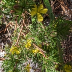 Hibbertia fasciculata (Bundled Guinea-flower) at Coomee Nulunga Cultural Walking Track - 17 Jan 2023 by stofbrew
